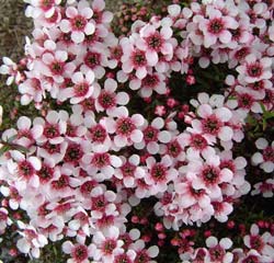 Leptospermum  'humifusum'